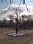 Un arbre aux Jardins de Tuileries (158x)