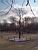 A tree in the 'Jardins de Tuileries' (158x)