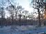 The woods of Meudon (289x)