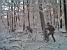 Vincent & Virginie in the woods of Meudon (324x)