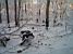 The woods of Meudon (314x)