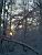 The woods of Meudon (318x)