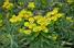 Bloemen in een boom (480x)