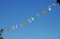 Shirts in the blue sky (251x)