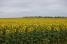 A field of sunflowers (269x)