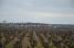 The peloton between the vineyards (806x)