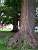 [Boston] - Squirrels in the tree (486x)