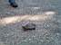 [Boston] - A turtle in Concord (287x)