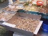 Fish market - you can't get it fresher than fresh ... (598x)