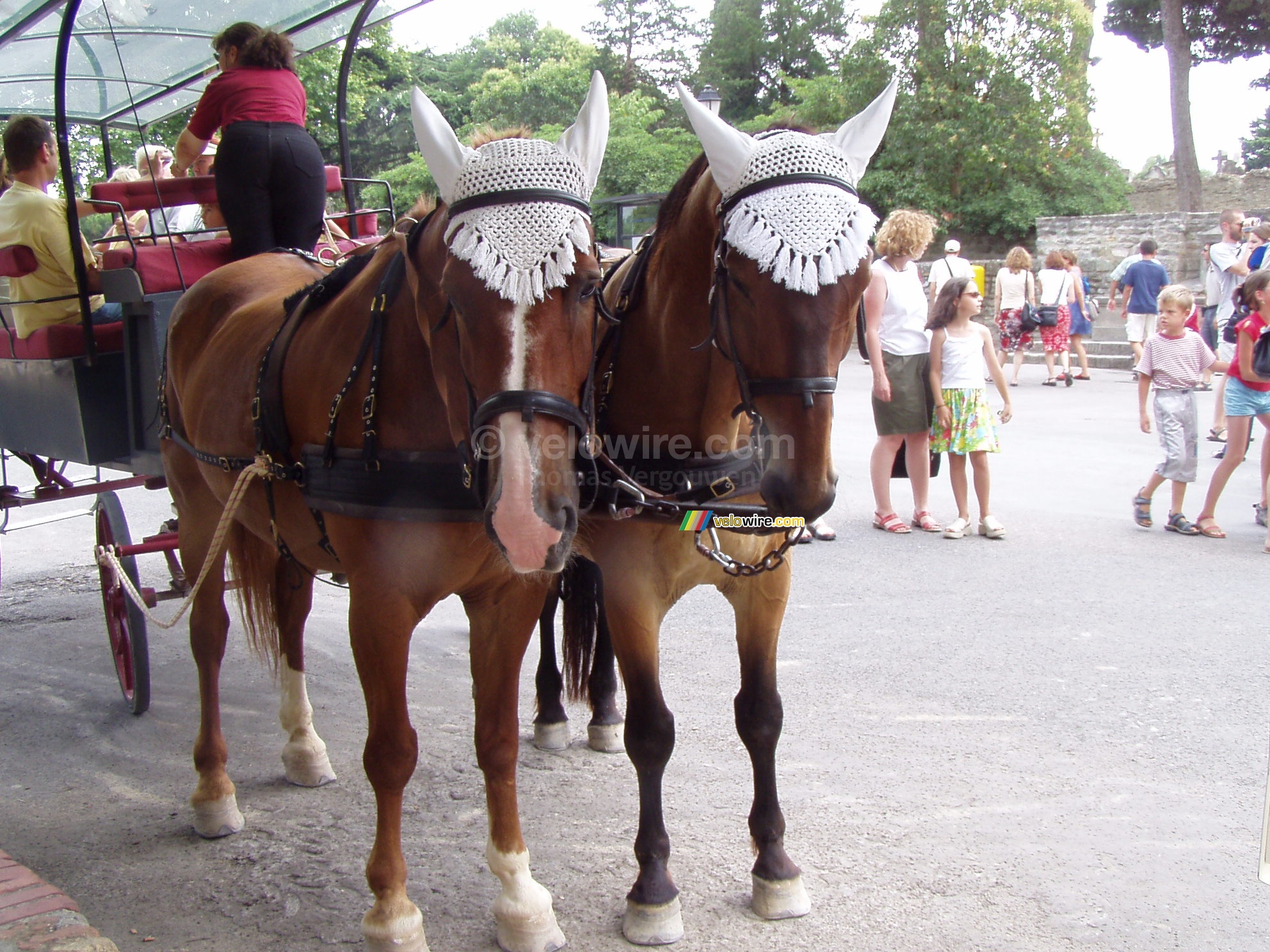 Carcassonne: paarden