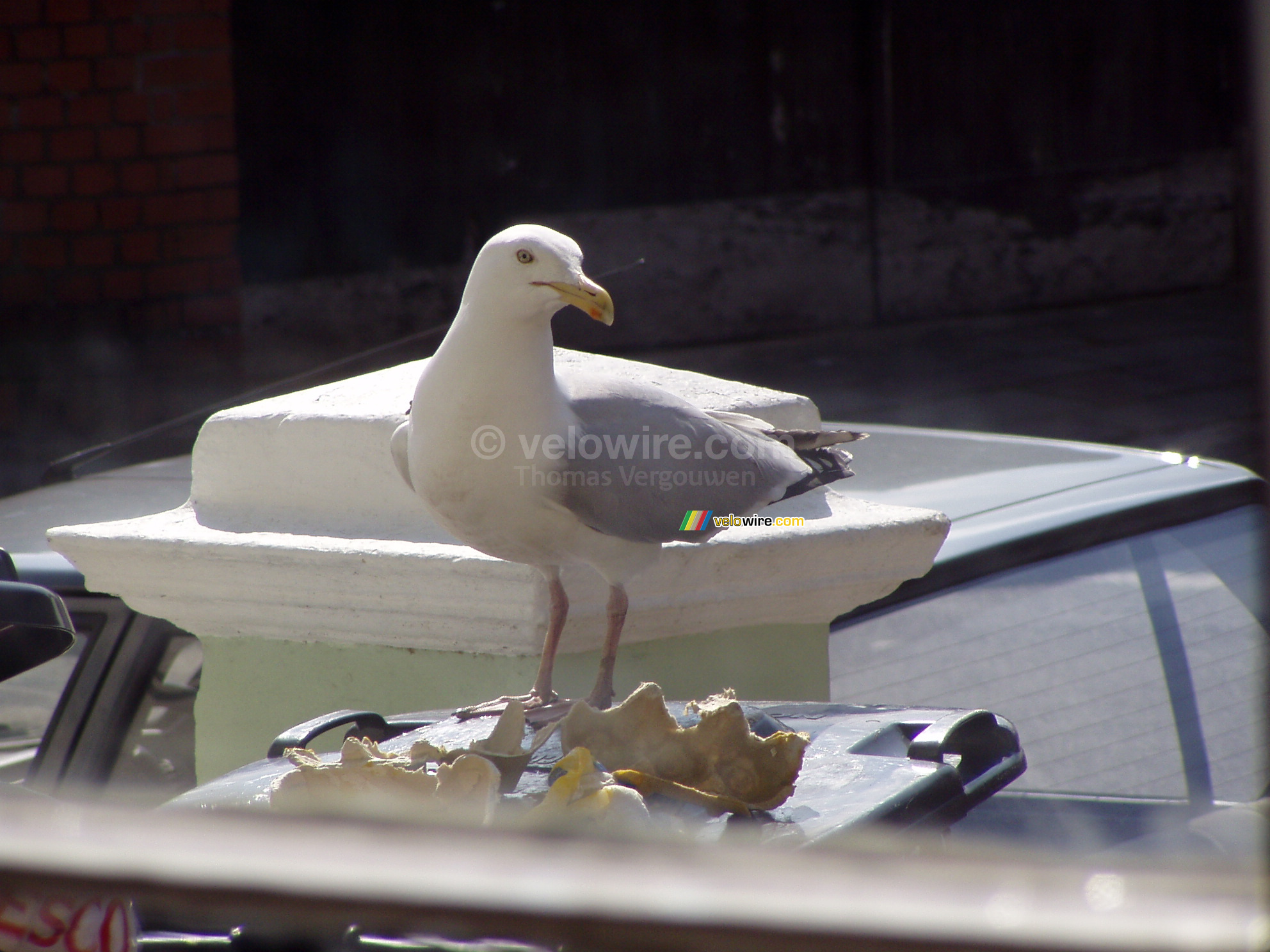 Une mouette sur la poubelle