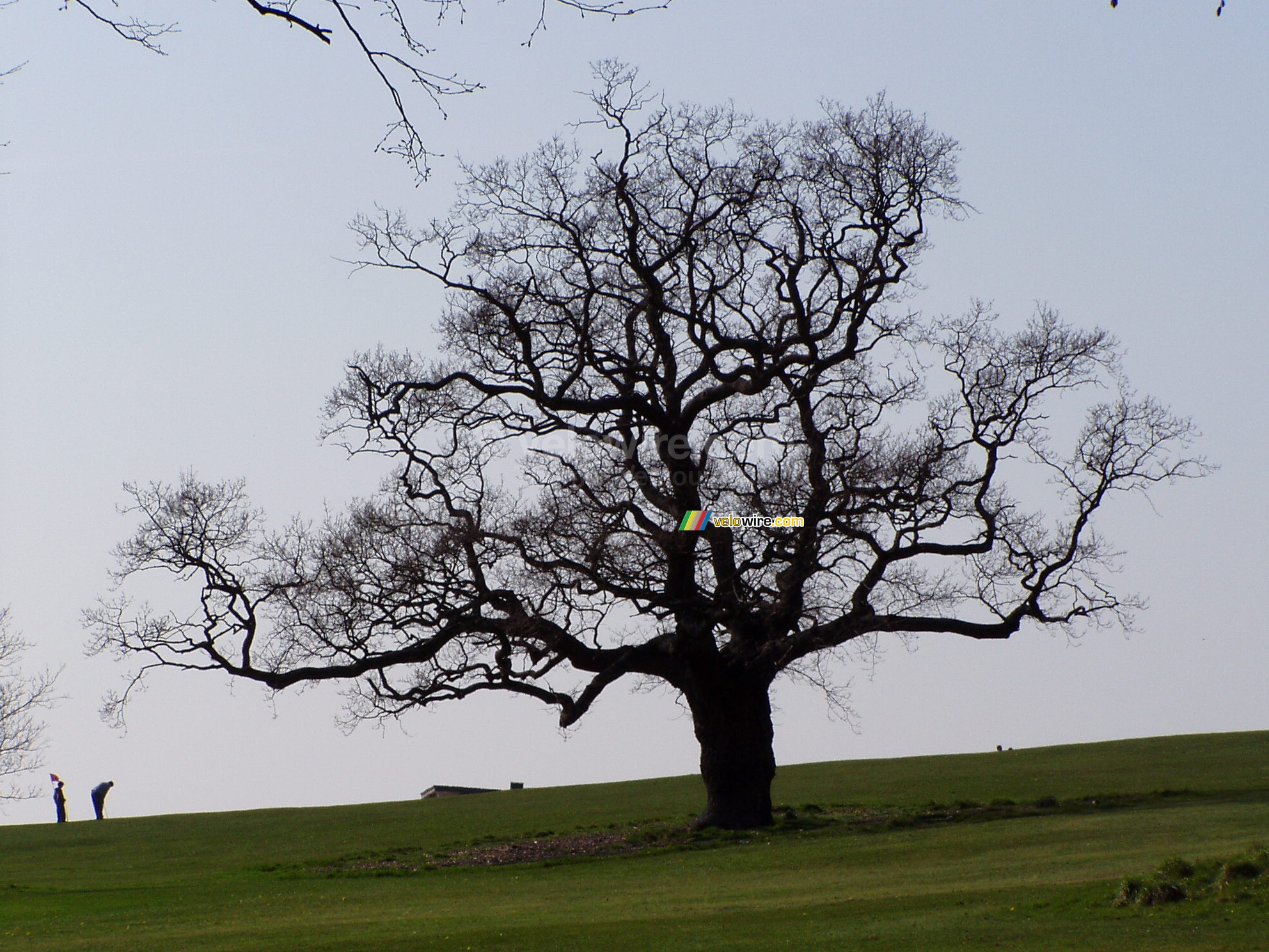 A tree in a park/golf course in Bristol