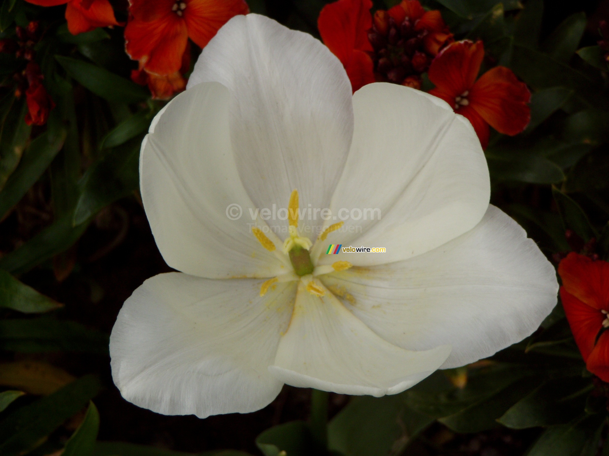 A daffodil in Salcombe