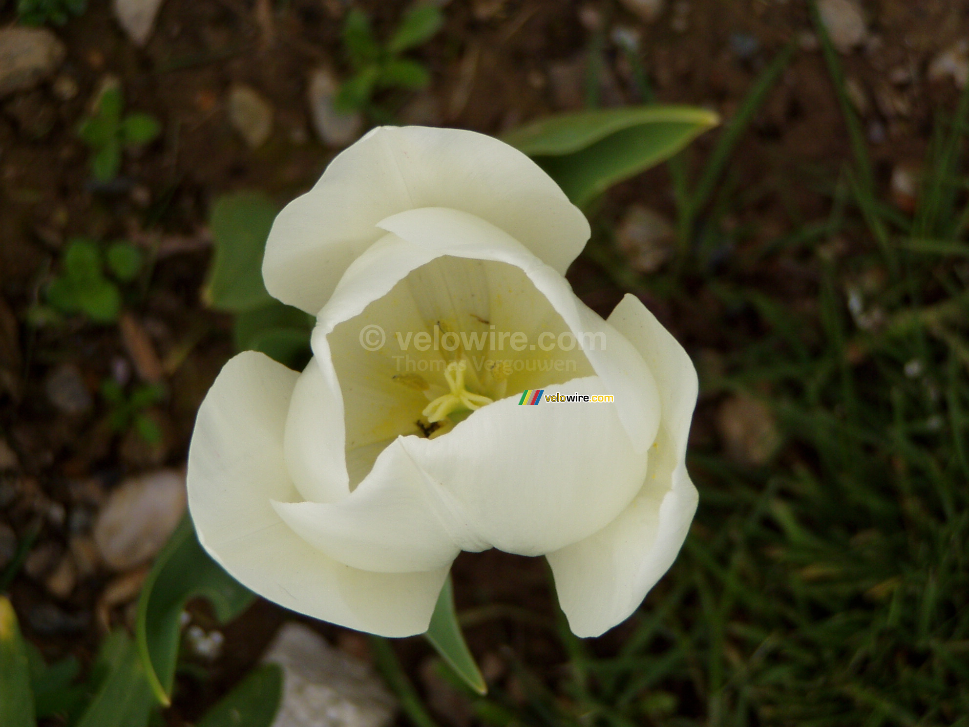 A daffodil in Salcombe