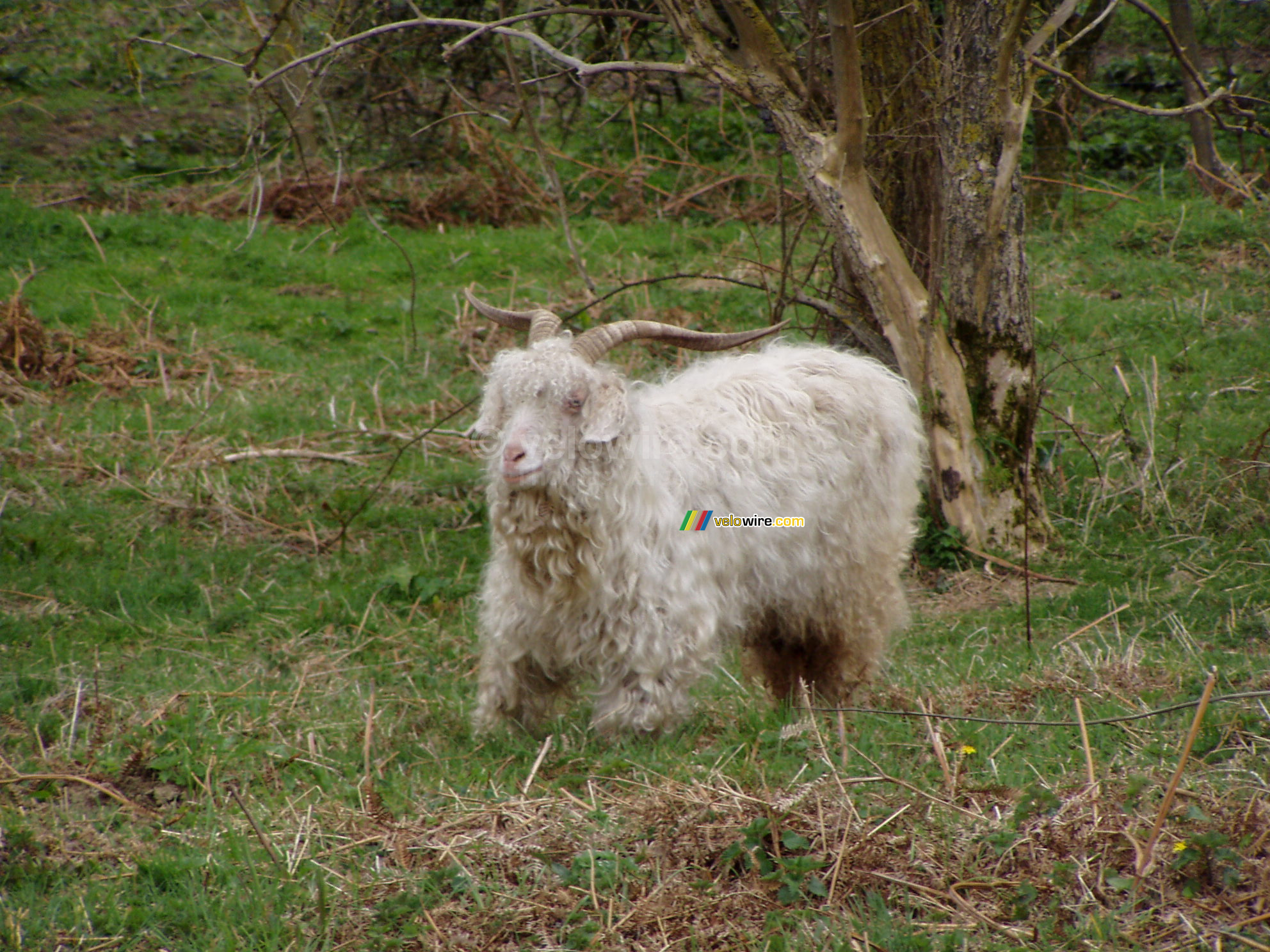 Een langharig schaap in Salcombe