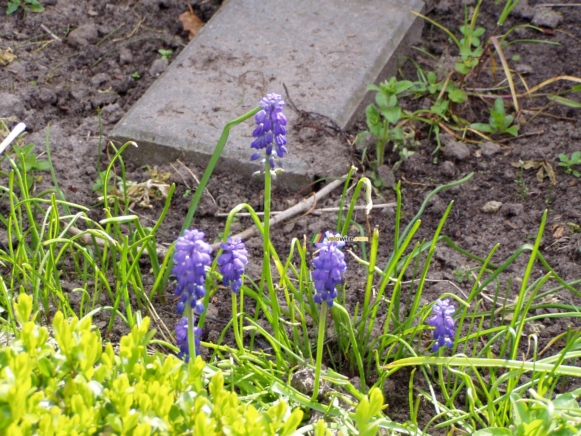 Lavendelbloemetjes thuis in de achtertuin