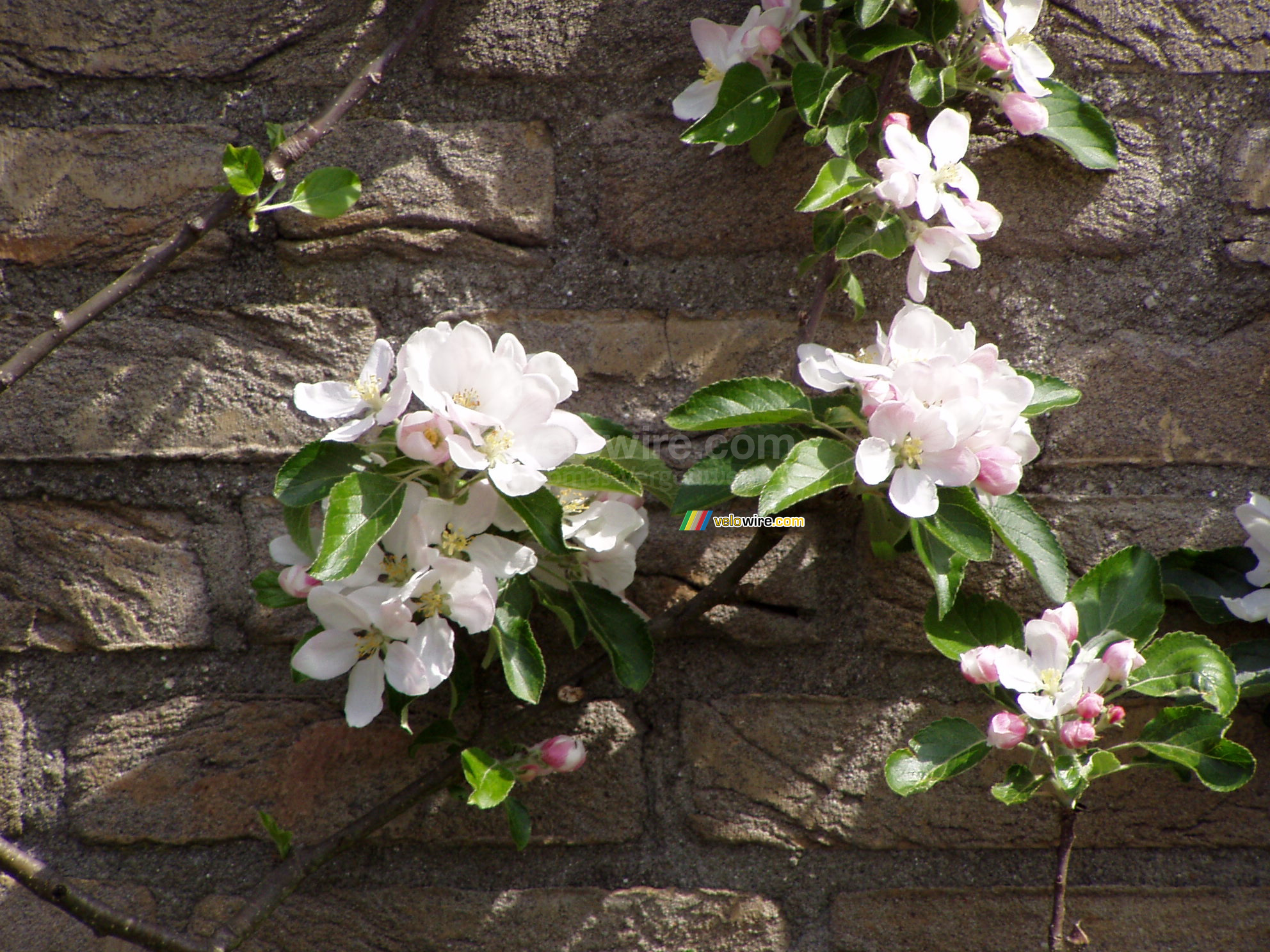 Des fleurs dans le pommier