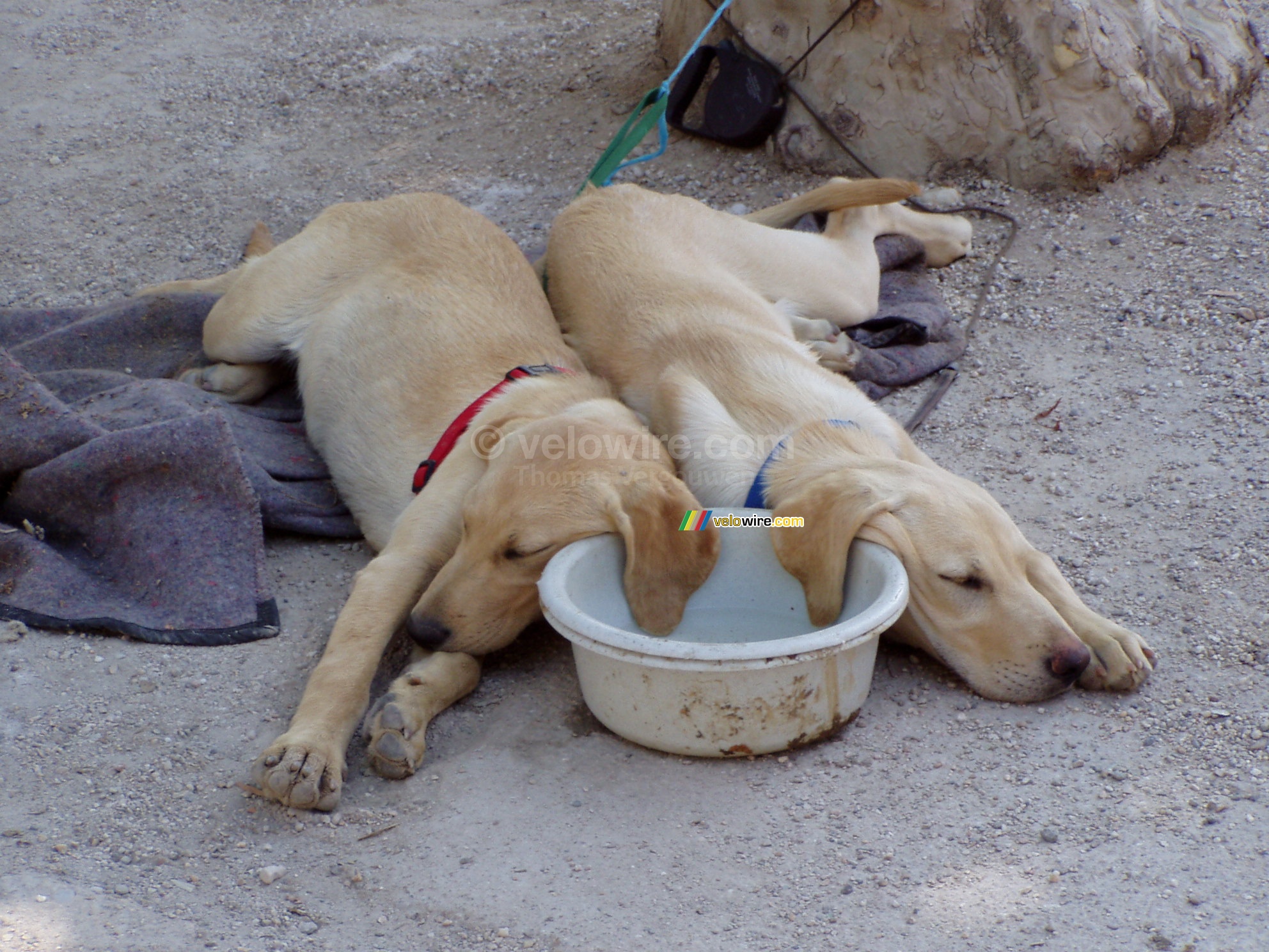Twee slapende honden tijdens de rommelmarkt van Rabastens