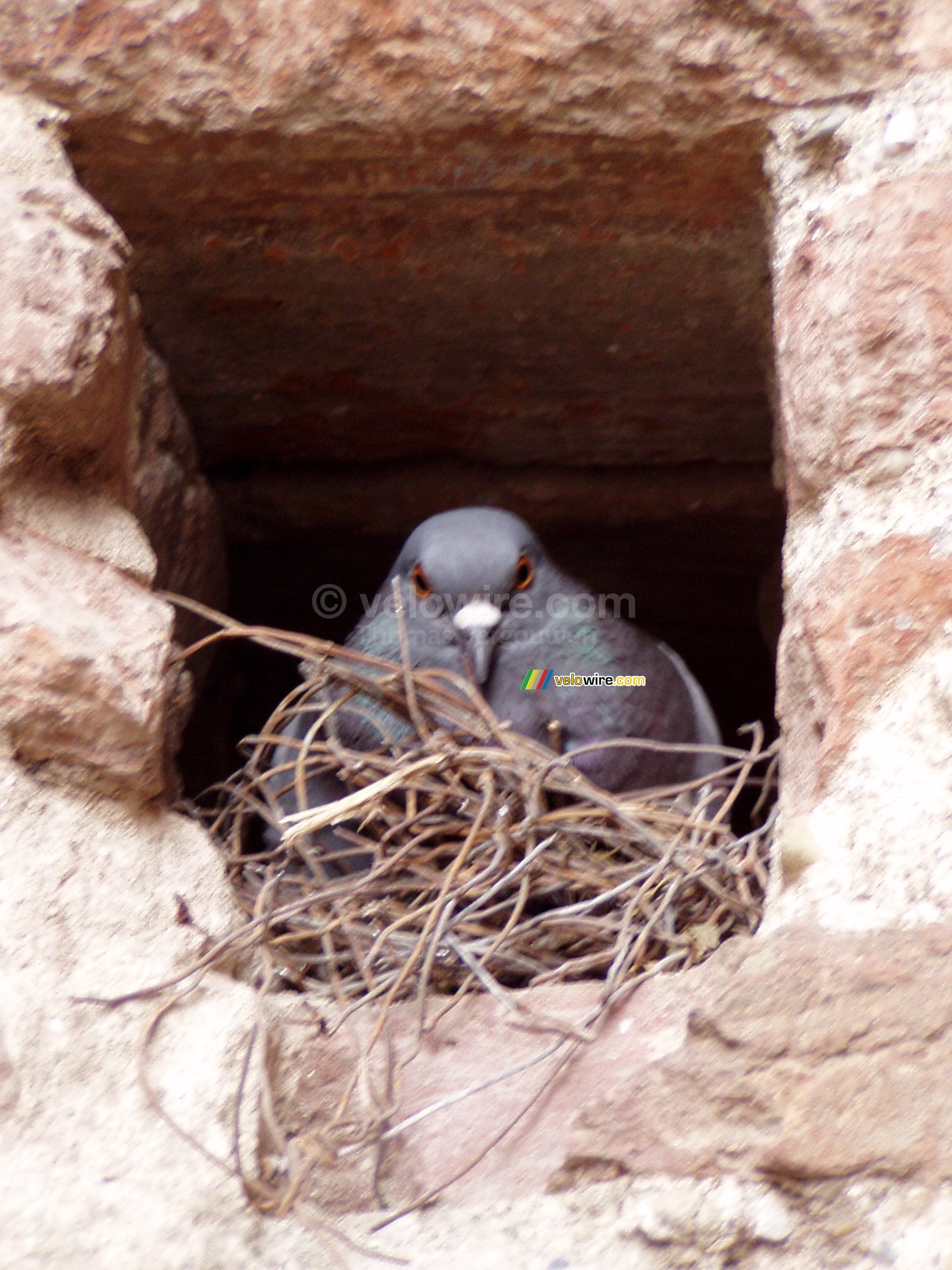 Un pigeon dans un trou dans le mur de la Basilique Sainte-Ccile  Albi