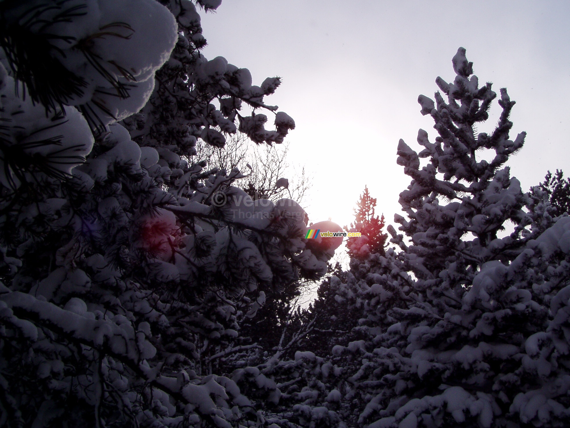 The sun shining through the tree in the snow