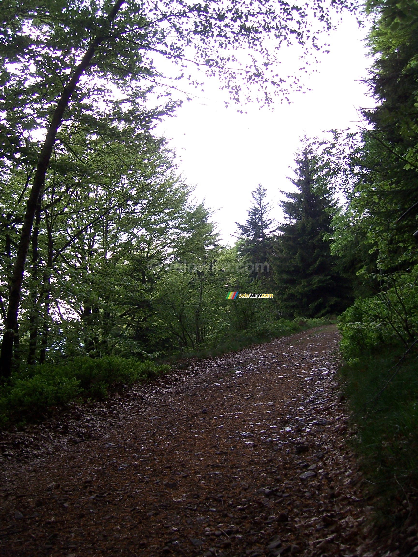 Een pad in het bos