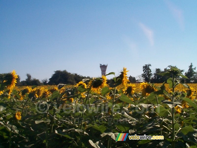 A field of sunflowers and a water tower
