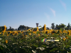 Des tournesols et un château d'eau (277x)