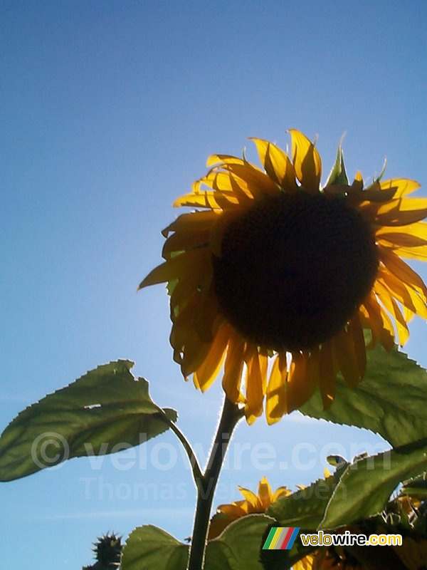 A sunflower in front of the sun