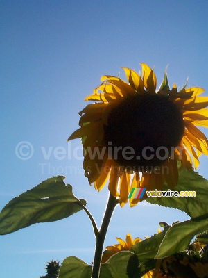 Un tournesol devant le soleil (250x)