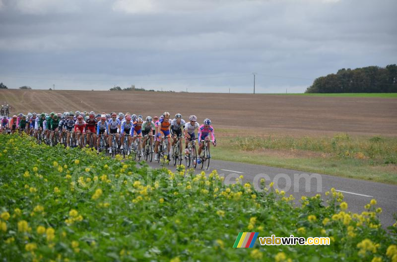 Het peloton (2)