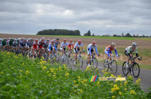 The peloton (4) (776x)