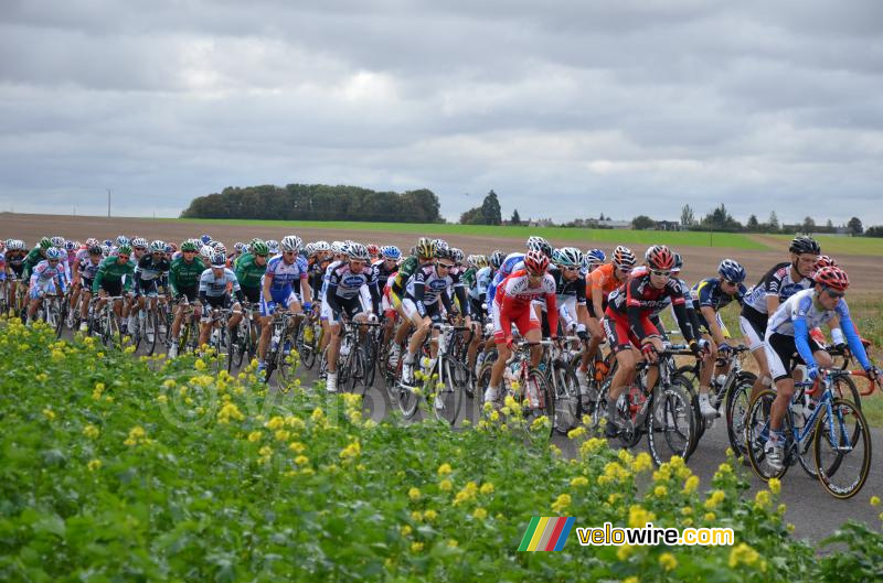 The peloton (5)