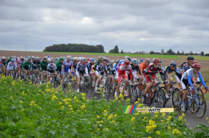 The peloton (5) (683x)