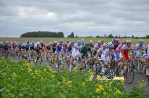 The peloton (6) (482x)