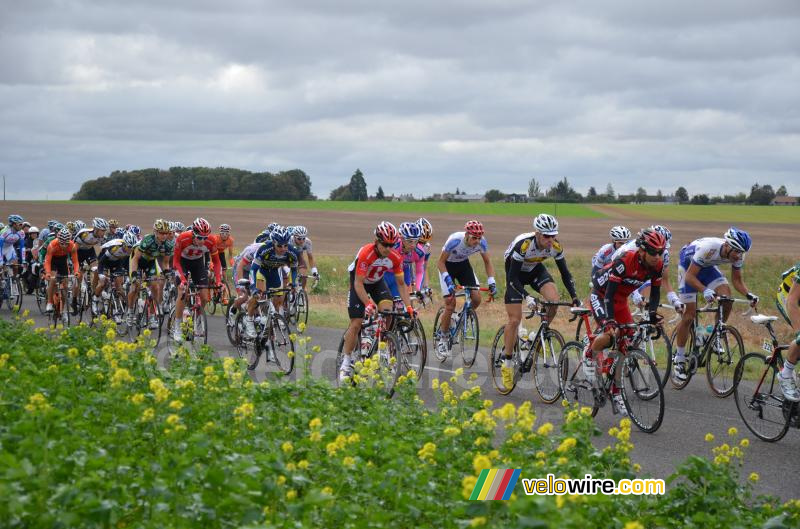 The peloton (7)