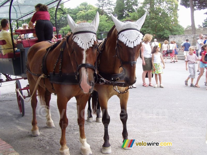Carcassonne: horses