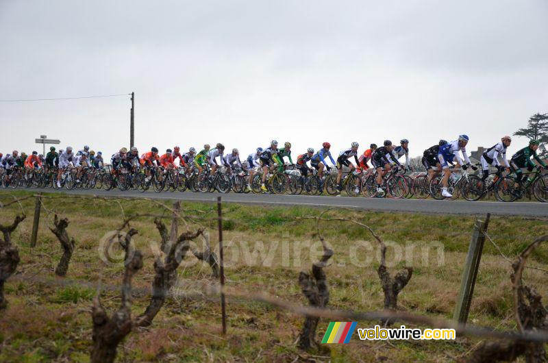 Het peloton in de wijngaarden (2)