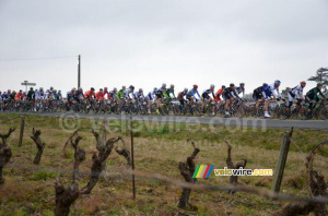 Le peloton dans les vignes (2) (338x)