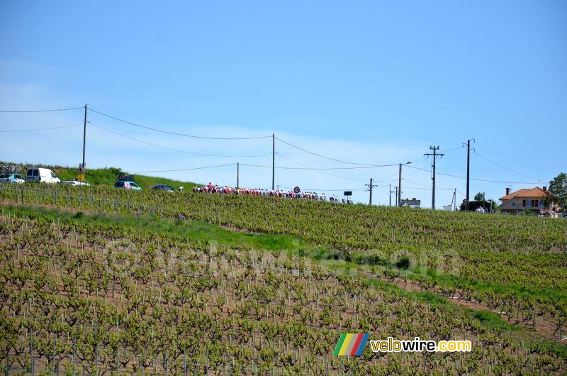 The peloton behind the wineyards