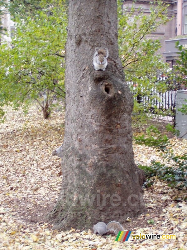 Tamme (!) eekhoorns in een park in Boston
