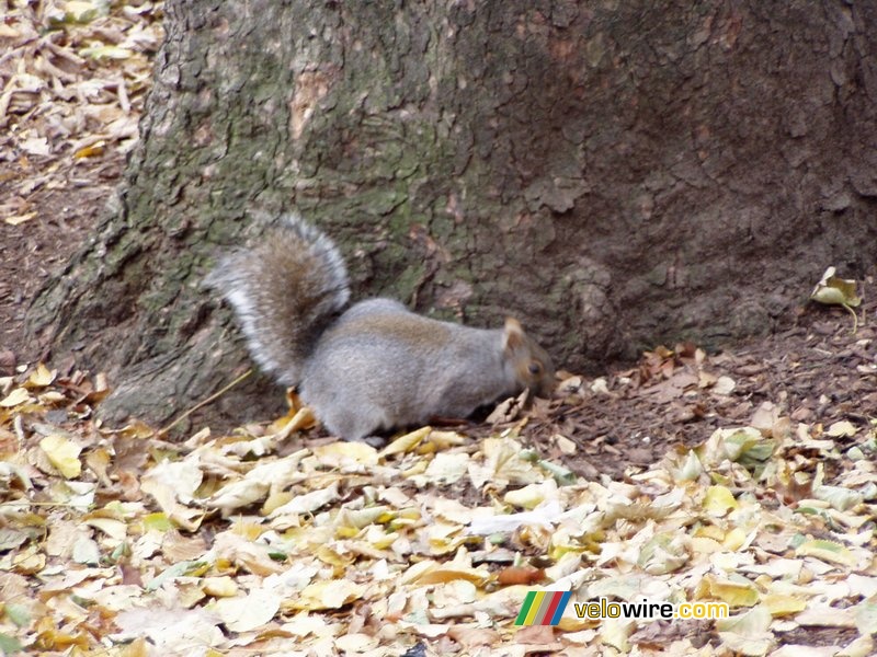 Squirrels in a park in Boston