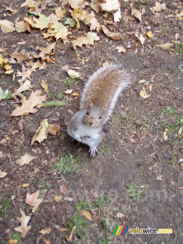 Een tamme (!) eekhoorns in een park in Boston schooiend om eten