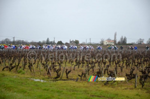Le peloton arrive (415x)