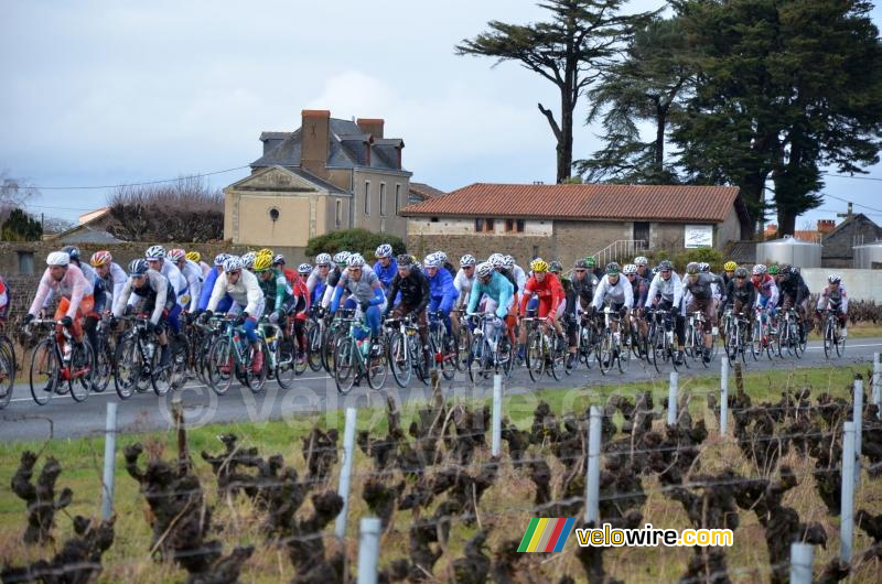 Het peloton tussen de wijngaarden