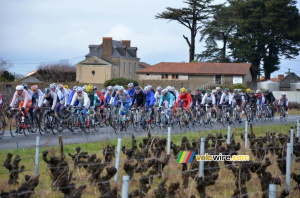 Le peloton passe dans les vignes (393x)