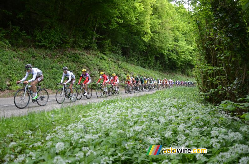 Het peloton op de eerste klim van de Cte de l'Etang de Ry (2)