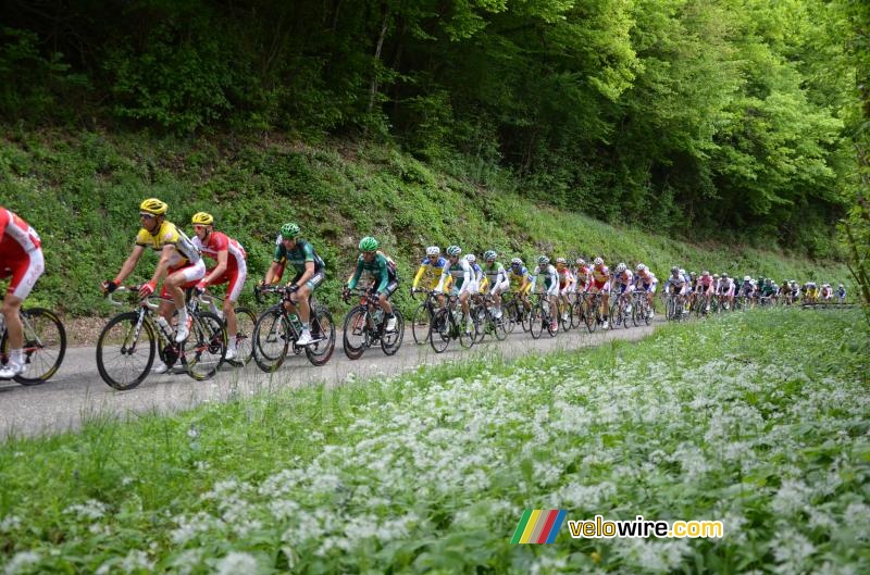The yellow jersey peloton on the first climb of the Côte de l'Etang de Ry