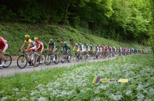The yellow jersey peloton on the first climb of the Côte de l'Etang de Ry (273x)