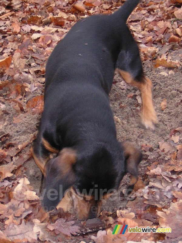In the woods: Beau digging for ???