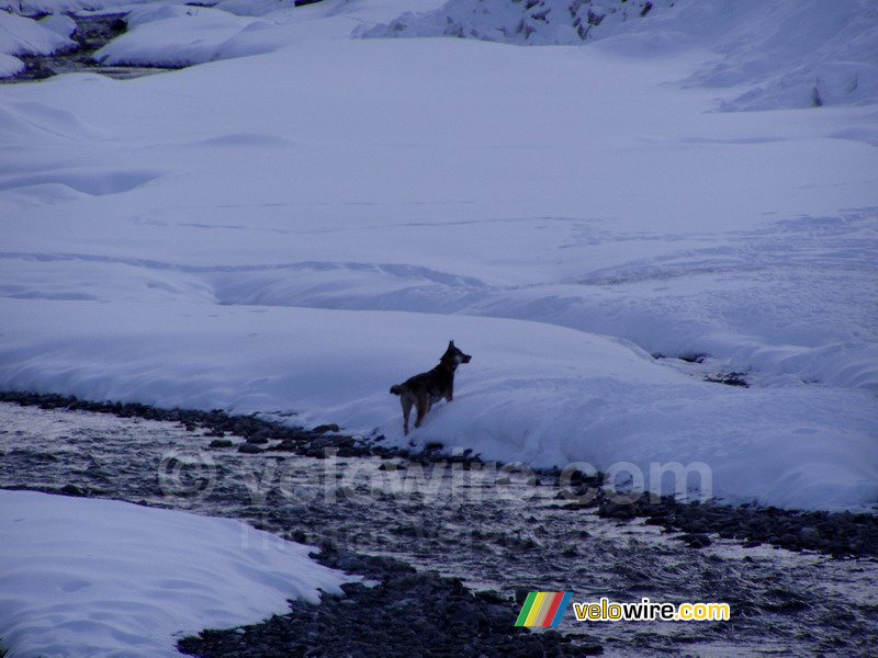 A dog in the Valloirette